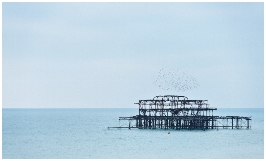 Birds in Brighton